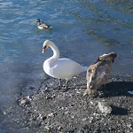Civetta Sul
